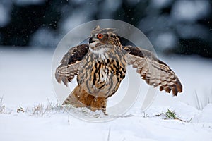 Eurasian Eagle owl flying with open wings in the forest during winter with snow and snowflake