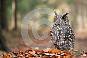 Eurasian eagle-owl on the ground with fallen leaves and smooth light background. Bubo bubo