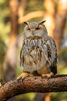 Eurasian Eagle Owl head, Bubo bubo,