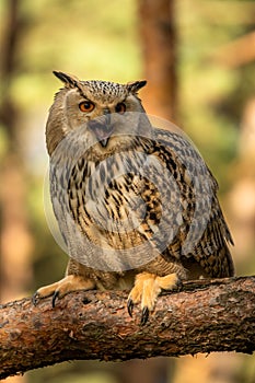 Eurasian Eagle Owl head, Bubo bubo,