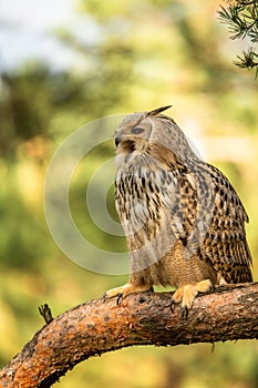 Eurasian Eagle Owl head, Bubo bubo,