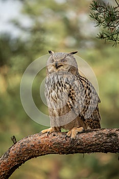 Eurasian Eagle Owl head, Bubo bubo,