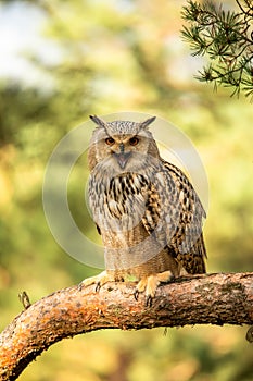 Eurasian Eagle Owl head, Bubo bubo,