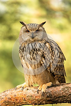 Eurasian Eagle Owl head, Bubo bubo,