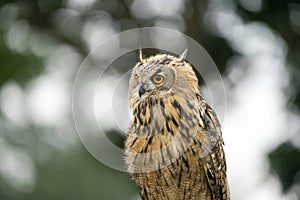 Eurasian Eagle Owl head, Bubo bubo, a large species of Eagle Owl. Sit in a tree, red eyes staring at you. One of the