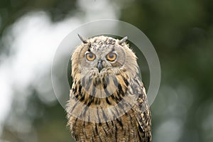 Eurasian Eagle Owl head, Bubo bubo, a large species of Eagle Owl. Sit in a tree, red eyes staring at you. One of the