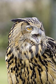 Eurasian Eagle Owl Head Shot