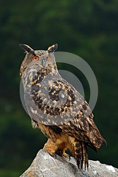 Eurasian Eagle Owl with kill hedgehog in talon, sitting on stone. Wildlife scene from nature. Bird with open wing. Owl with catch photo