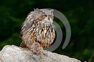 Eurasian Eagle Owl with kill hedgehog in talon, sitting on stone. Wildlife scene from nature. Bird with open wing. Owl with catch photo