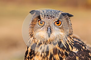 Eurasian eagle-owl looking at camera. photo