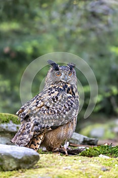 Eurasian eagle owl is looking at the camera