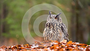 Eurasian eagle-owl noctural raptor on autumn leaves with falling leaves on foreground and looking around. Creamy