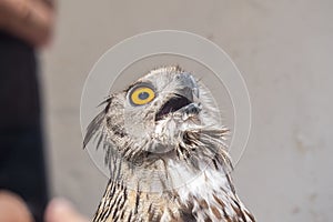 Eurasian Eagle-Owl with open beak, Bubo bubo