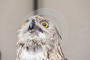 Eurasian Eagle-Owl with open beak, Bubo bubo photo