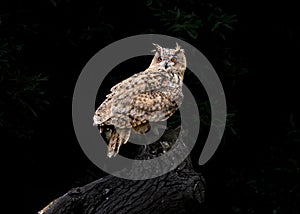 Eurasian eagle-owl perched on a branch on a black background