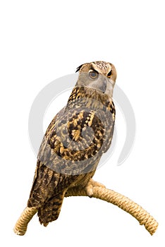 Eurasian Eagle Owl perched on a branch isolated on white background with clipping path.