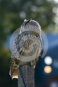 Eurasian Eagle-Owl perched in bright sunshine