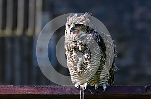Eurasian Eagle owl photo