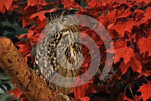 An Eurasian Eagle Owl perched on top of a tree