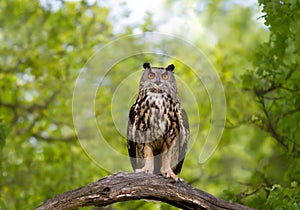 Eurasian Eagle Owl perched on a tree branch