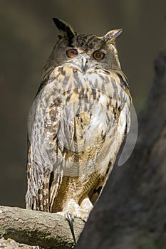 Eurasian eagle-owl perching