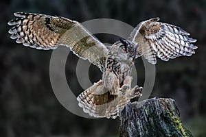 Eurasian eagle-owl perching on tree stump, wings spread