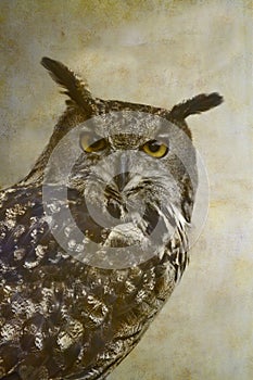 Eurasian eagle-owl portrait