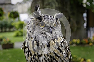 Eurasian Eagle Owl Portrait