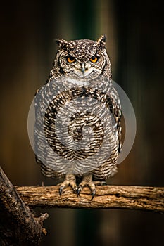 Eurasian Eagle Owl Portrait, Close up