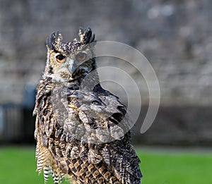 Eurasian Eagle Owl Portrait