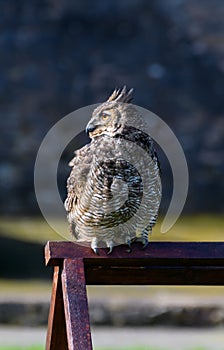 Eurasian Eagle Owl Portrait