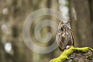 Eurasian Eagle Owl with prey