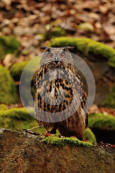 Eurasian Eagle Owl on the rock