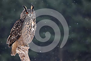 Eurasian Eagle Owl Sitting