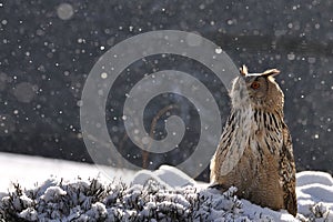 Eurasian Eagle Owl sitting on ground when snowing