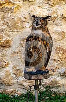 Eurasian Eagle Owl sitting on a perch