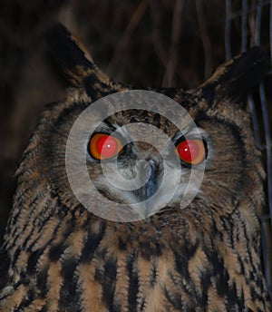 Eurasian eagle-owl is a species resides in much of Eurasia.