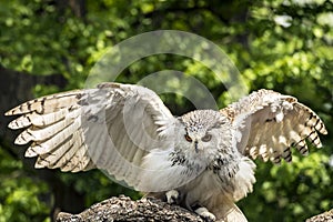 The Eurasian eagle-owl start to fly