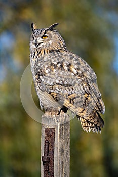 Eurasian Eagle-Owl in sunshine against natural background