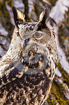 Eurasian Eagle Owl on tree branch