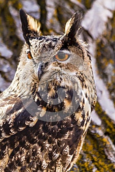 Eurasian Eagle Owl on tree branch