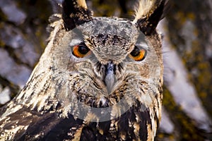 Eurasian Eagle Owl on tree branch