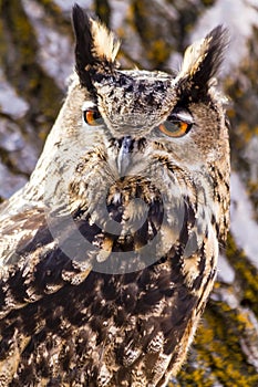 Eurasian Eagle Owl on tree branch