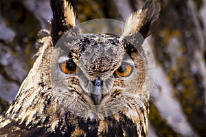 Eurasian Eagle Owl on tree branch