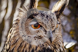 Eurasian Eagle Owl on tree branch