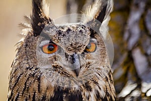 Eurasian Eagle Owl on tree branch