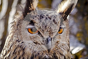 Eurasian Eagle Owl on tree branch