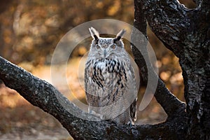 Eurasian eagle-owl on a tree branch