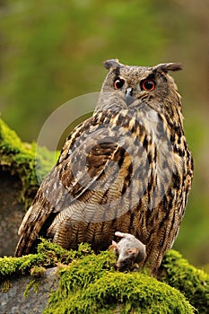 Eurasian Eagle Owl watching his hunt down mouse prey