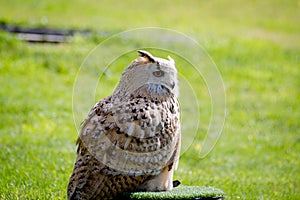 Eurasian eagle-owl